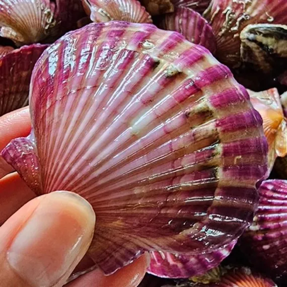 하태푸드 통통 홍가리비 5kg - 당일조업 국산(고성) 생물