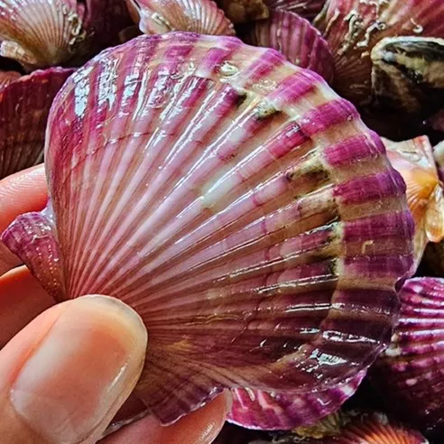 하태푸드 통통 홍가리비 5kg - 당일조업 국산(고성) 생물 리뷰 14,950원 (2025)